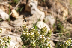 Lamiacea. Tomillo. Timó. Thymus vulgaris