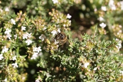 Lamiacea. Tomillo. Timó. Thymus vulgaris