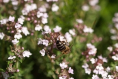 Lamiacea. Tomillo. Timó. Thymus vulgaris