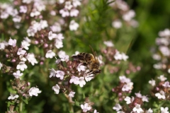 Lamiacea. Tomillo. Timó. Thymus vulgaris