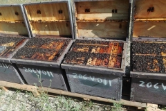 Envenadas