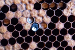 Micosis