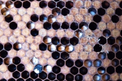 Micosis