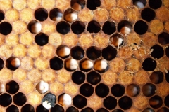 Micosis