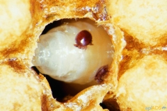 Varroa