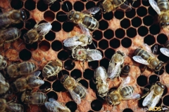 Varroa