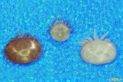 Varroa
