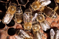 Varroa