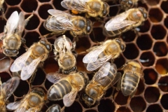 Virosis