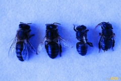 Virosis