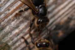 Virosis