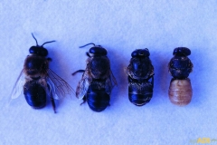 Virosis