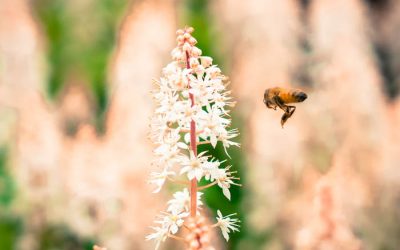 La importancia de las abejas