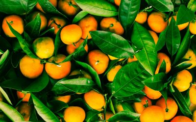 Problematica de los asentamientos de colmenas en citrico «La Pinyola»