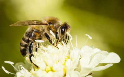 Los neonicotinoides son peligrosos para las abejas incluso cuando se utilizan en invernaderos