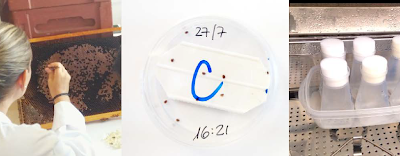 Colaboración de APIADS en el proyecto de investigación para la evaluación de las resistencias de varroa a los acaricidas.
