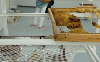 Something Happened: arte y apicultura.