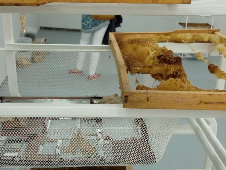 Something Happened: arte y apicultura.