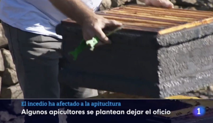 L’apicultura a l’Alt Palància en l’informatiu de la Comunitat Valenciana