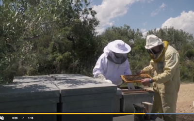La miel de romero y azahar, en riesgo por las lluvias y las altas temperaturas