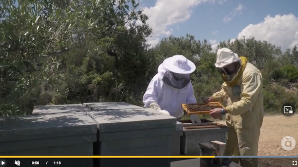 La miel de romero y azahar, en riesgo por las lluvias y las altas temperaturas