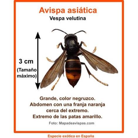 ¡ALERTA! Posible presencia en las colmenas de avispones depredadores