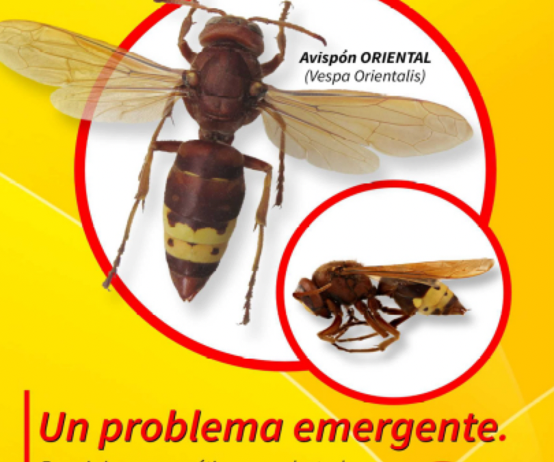 ALERTA! Posible presencia en las colmenas de 2 avispones depredadores. 27/10/ 23