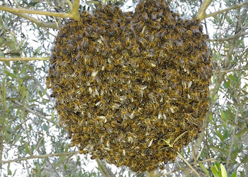 Historia evolutiva de las abejas melíferas